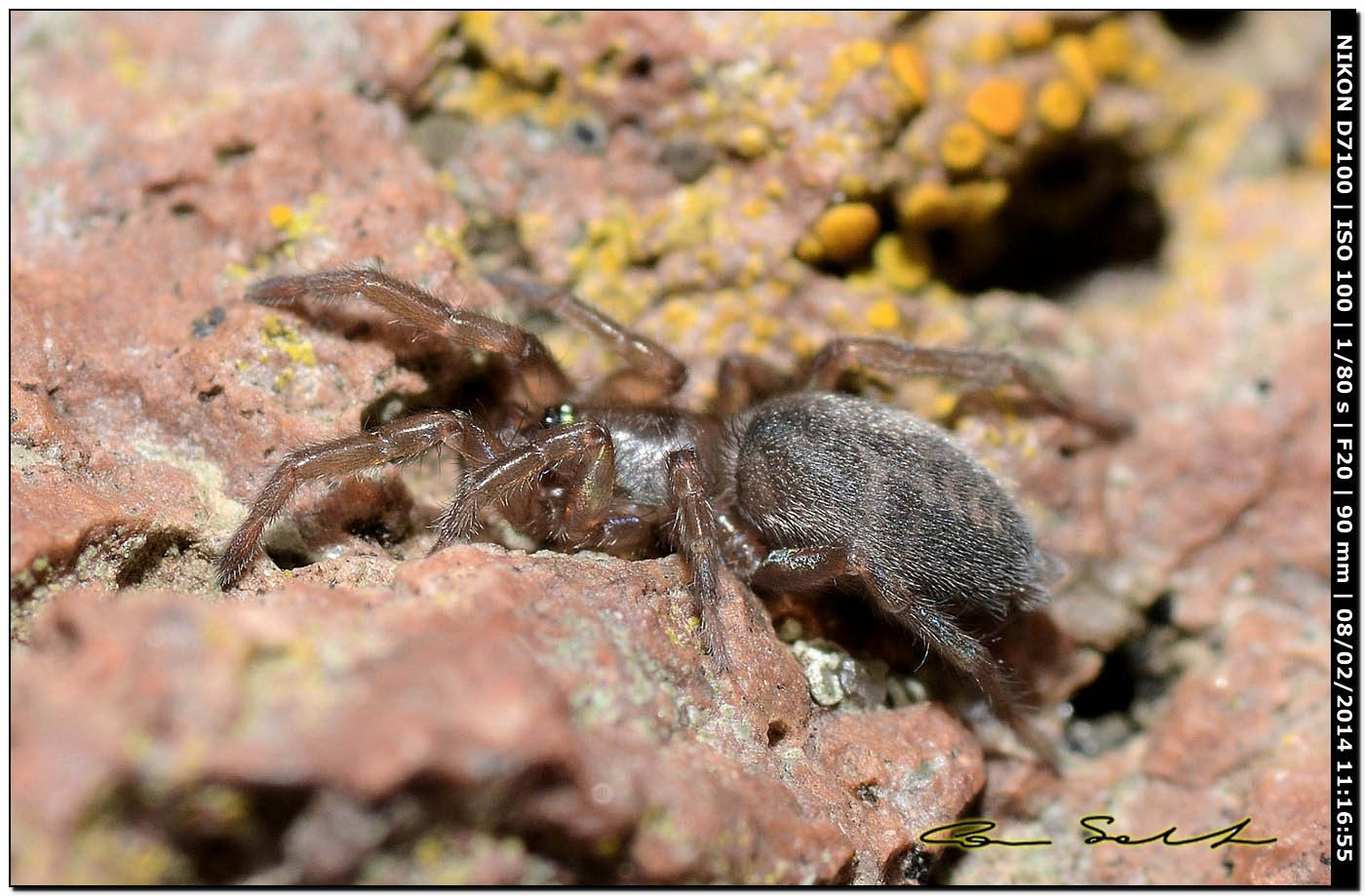 Haplodrassus sp., Drassodes sp. - Alghero (SS)